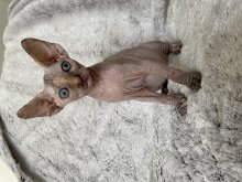 Kanadský sphynx mačiatka