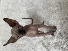 Kanadský sphynx mačiatka