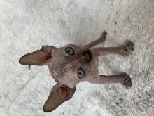 Kanadský sphynx mačiatka