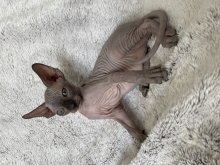 Kanadský sphynx mačiatka