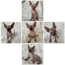 Kanadský sphynx mačiatka