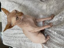 Kanadský sphynx mačiatka