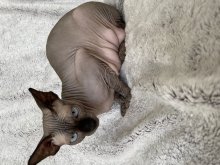 Kanadský sphynx mačiatka