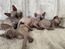 Kanadský sphynx mačiatka