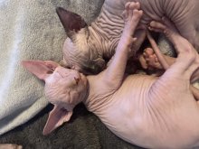 Sphynx - kanadsky