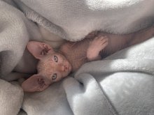 Sphynx - kanadsky
