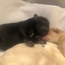 Steniatka labrador biele a čierne