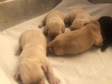 Steniatka labrador biele a čierne