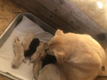 Steniatka labrador biele a čierne