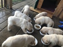 Steniatka labrador biele a čierne