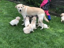 Steniatka labrador biele a čierne