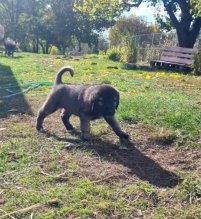 Kangal / Kangalský pastiersky pes