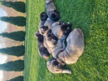 Kangal / Kangalský pastiersky pes