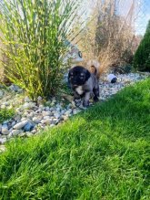 Kangal / Kangalský pastiersky pes