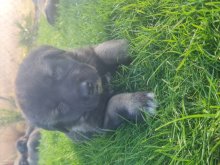 Kangal / Kangalský pastiersky pes
