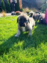 Kangal / Kangalský pastiersky pes
