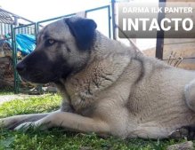 Kangal / Kangalský pastiersky pes