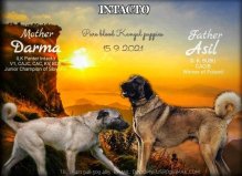 Kangal / Kangalský pastiersky pes