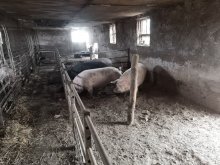 Ošípané prasce