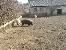Ošípané prasce
