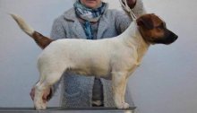 Jack Russell teriér s PP