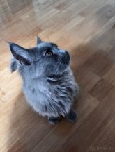 Maine coon modrá