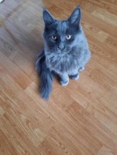 Maine coon modrá