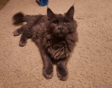 Maine coon modrá