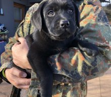 Labrador steniatka