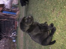 Labrador steniatka