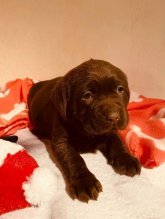 Predam steniatka labradora