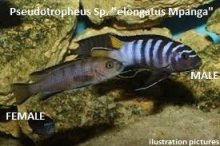 Malawi Mbuna odchov predaj