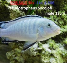Malawi Mbuna odchov predaj