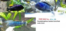 Malawi Mbuna odchov predaj