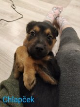 Šteniatka ihneď k odberu