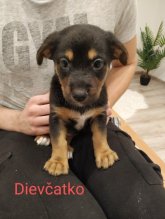 Šteniatka ihneď k odberu