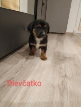 Šteniatka ihneď k odberu