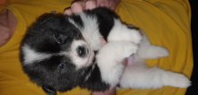 Šteniatko malého špica pomeranian