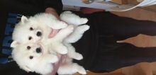 Šteniatko malého špica pomeranian