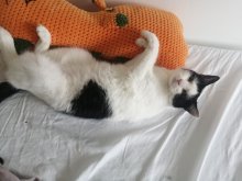 Darujem macky