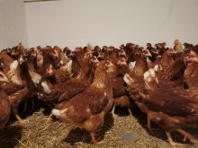 17 týždňové kuričky na znášku - nosnice