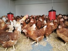 17 týždňové kuričky na znášku - nosnice