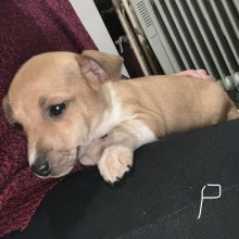 Jack russel