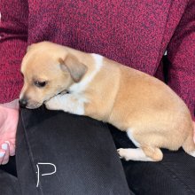Jack russel