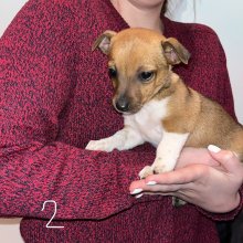 Jack russel