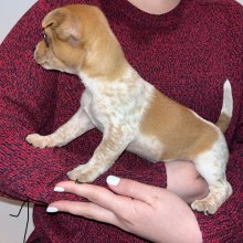 Jack russel