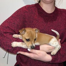 Jack russel