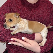 Jack russel