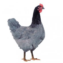 Dominant Nosnice