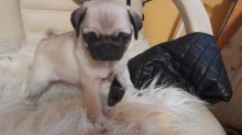 Predám šteniatko Mops